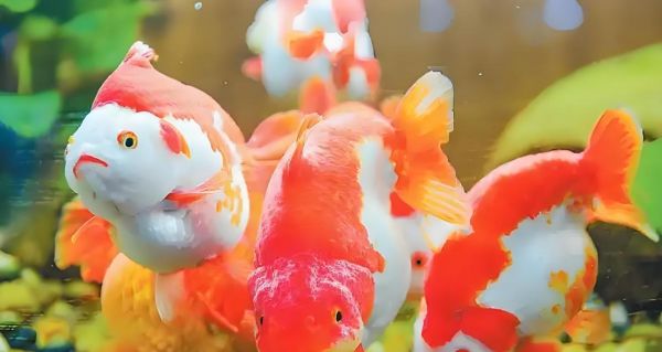 选择合适的金鱼品种来养成美丽水族宠物的秘诀（了解不同金鱼品种特性，为您的水族箱增添绚丽色彩）