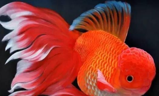 选择合适的金鱼品种来养成美丽水族宠物的秘诀（了解不同金鱼品种特性，为您的水族箱增添绚丽色彩）