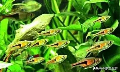 10大好养的热带鱼，第一月光鱼，第八孔雀鱼，你养了吗？