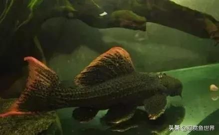 10大好养的热带鱼，第一月光鱼，第八孔雀鱼，你养了吗？