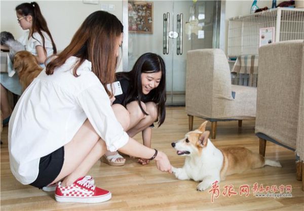 青岛这个咖啡馆有11只“汪星人”