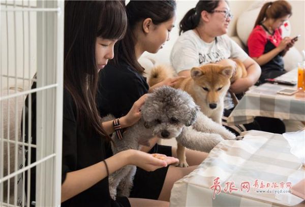 青岛这个咖啡馆有11只“汪星人”