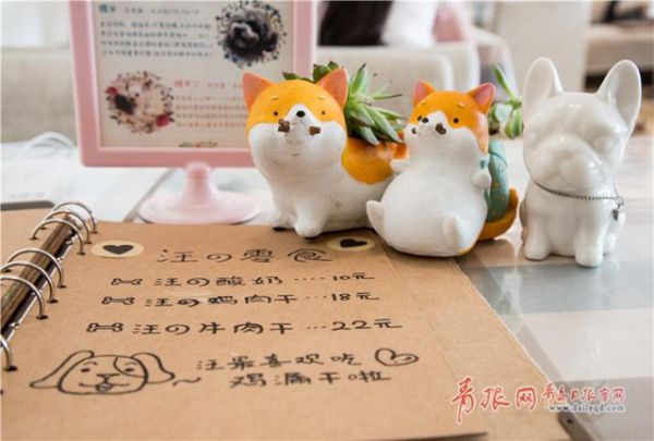 青岛这个咖啡馆有11只“汪星人”