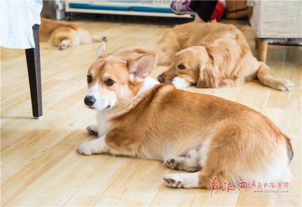 青岛这个咖啡馆有11只“汪星人”