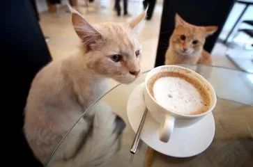 猫咪咖啡馆：萌宠咖啡新体验