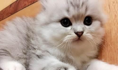 金吉拉猫咪美容指南