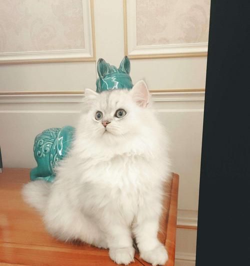金吉拉猫咪美容指南