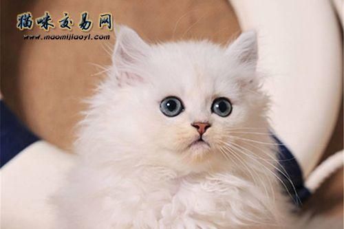 金吉拉猫咪美容指南