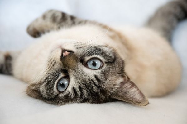 新手养猫必看:猫咪尾巴也需要特别护理吗?