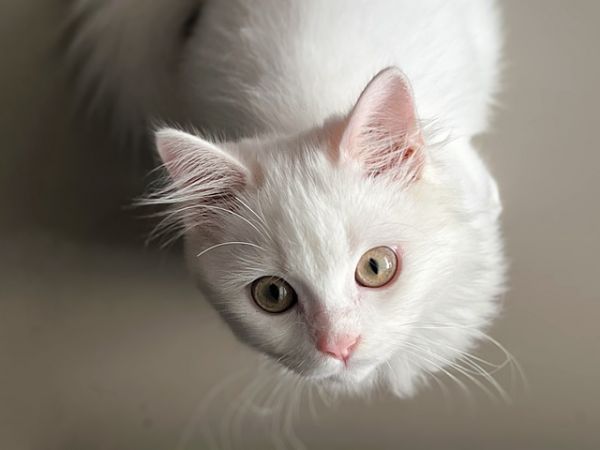 猫咪口腔健康知多少?日常护理不可少!