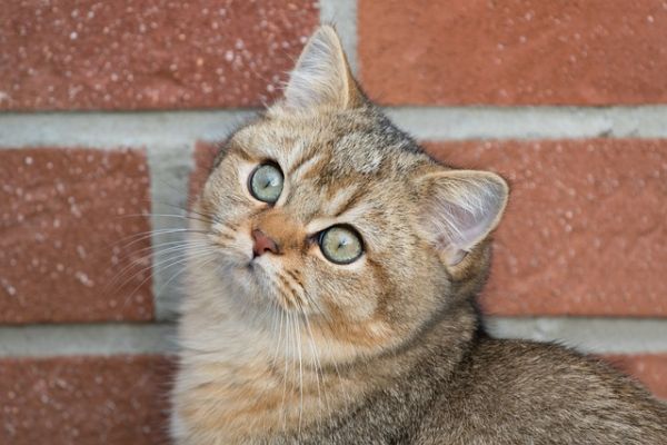 猫咪爪子护理小课堂:让爱宠步伐更轻盈