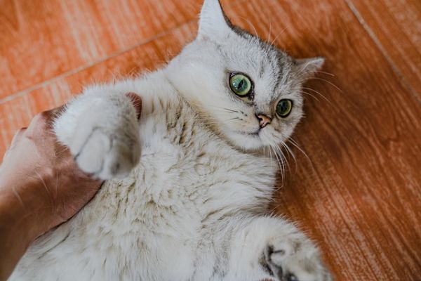 新手养猫,你知道怎么给不同品种的猫咪做日常护理吗?