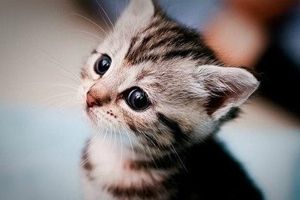 中华田园猫怎么洗澡