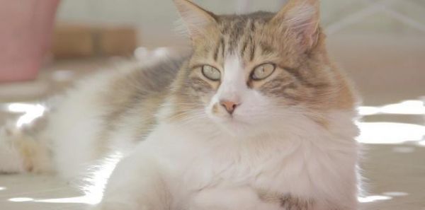 养猫最实用的用具大比拼，猫笼子站C位，猫爬架反成鸡肋！