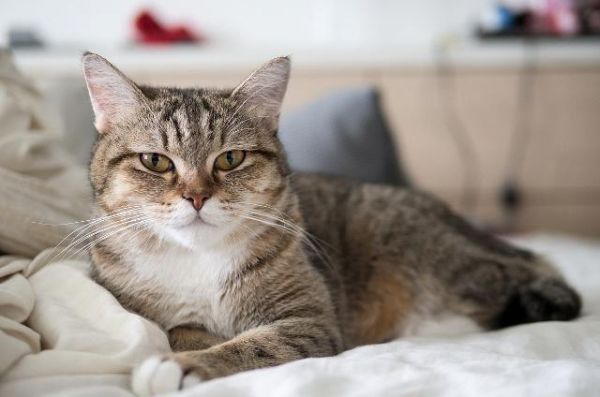 养猫最实用的用具大比拼，猫笼子站C位，猫爬架反成鸡肋！
