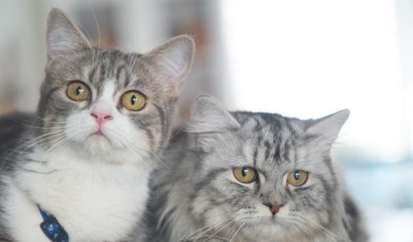 养猫最实用的用具大比拼，猫笼子站C位，猫爬架反成鸡肋！