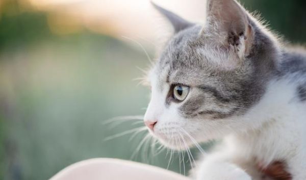 养猫最实用的用具大比拼，猫笼子站C位，猫爬架反成鸡肋！