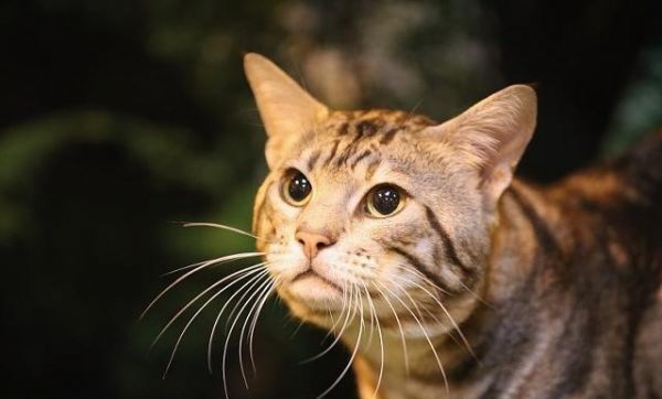 养猫最实用的用具大比拼，猫笼子站C位，猫爬架反成鸡肋！