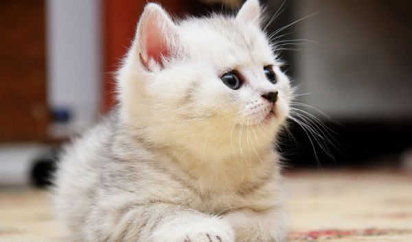 养猫必备物品清单，做一个合格的猫奴3