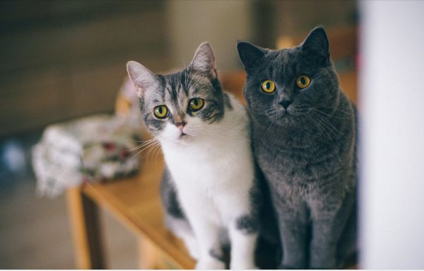 养猫必备物品清单，做一个合格的猫奴12