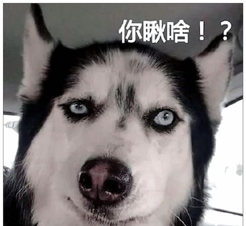 长毛哈士奇更注重毛发护理。
