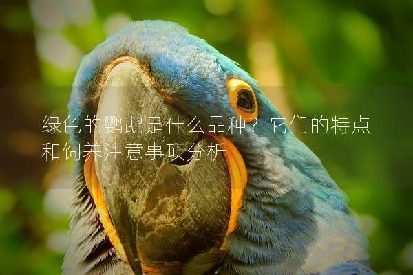 绿色的鹦鹉是什么品种？它们的特点和饲养注意事项分析