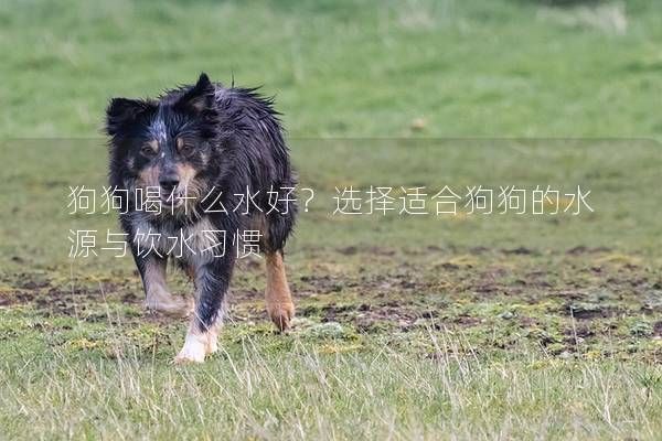 狗狗喝什么水好？选择适合狗狗的水源与饮水习惯