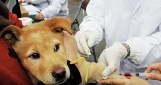 小狗狂犬病的预防与治疗（宠物的健康需要我们的关注——以几个月的小狗有狂犬病吗为例）