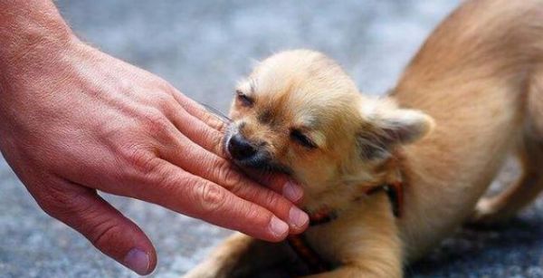 小狗狂犬病的预防与治疗（宠物的健康需要我们的关注——以几个月的小狗有狂犬病吗为例）