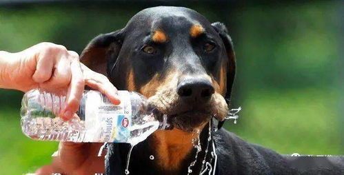 小狗不爱喝水？宠物饮水小妙招！