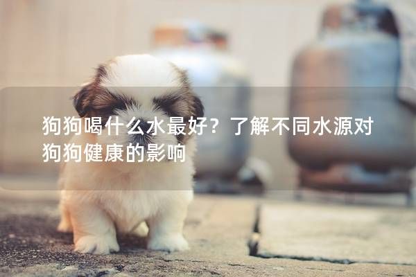 狗狗喝什么水最好？了解不同水源对狗狗健康的影响