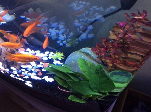 金鱼缸水草有哪些品种