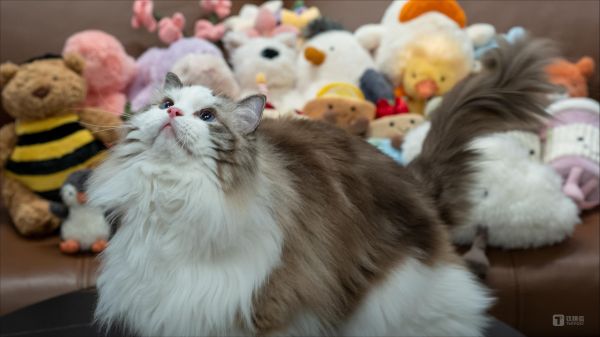 宠物猫和jellycat