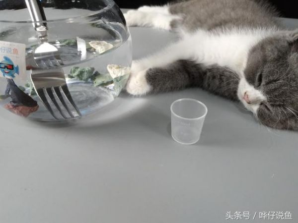 宠物鱼缸三件宝，养鱼用药少不了——养鱼大神推荐