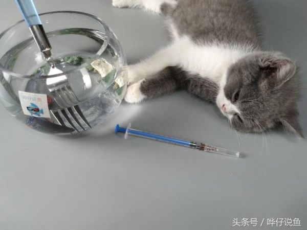 宠物鱼缸三件宝，养鱼用药少不了——养鱼大神推荐