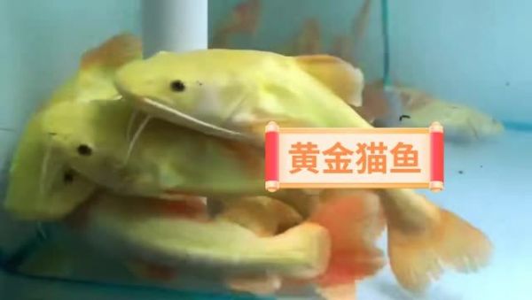 稀有黄金猫鱼到货：摘要：稀有黄金猫鱼抵达我们的市场,这些猫鱼已经抵达我们的市场 黄金猫鱼