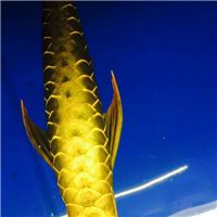 网友昵称：大庆水族批发市场