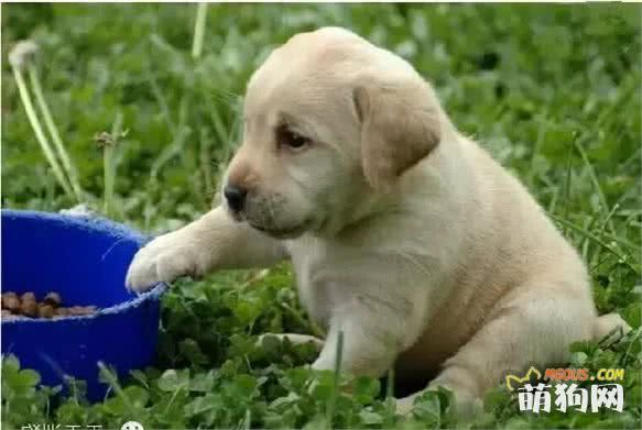 饲养幼犬需要注意哪些？