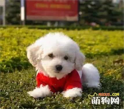 饲养幼犬需要注意哪些？