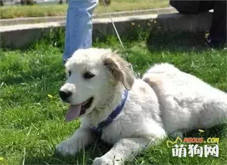 饲养幼犬需要注意哪些？