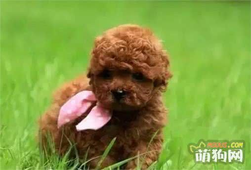 饲养幼犬需要注意哪些？