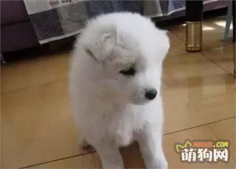 饲养幼犬需要注意哪些？