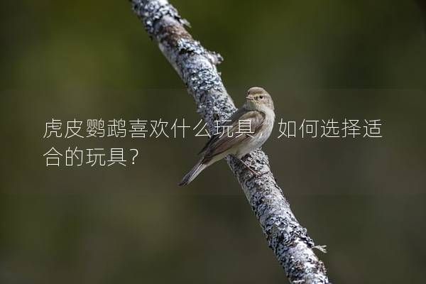 虎皮鹦鹉喜欢什么玩具，如何选择适合的玩具？