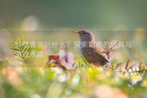 鹦鹉喜欢玩什么？探索鹦鹉的玩具与游戏乐趣