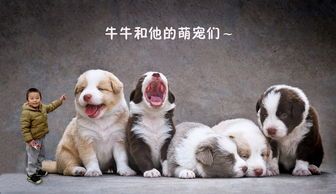 家有宠物，如何让宠物更健康快乐？宠物饮食、运动、心理健康指南