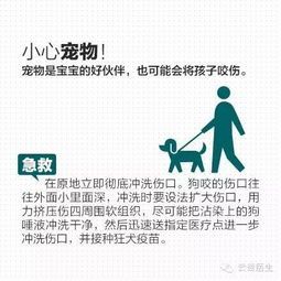 宠物出血急救处理指南