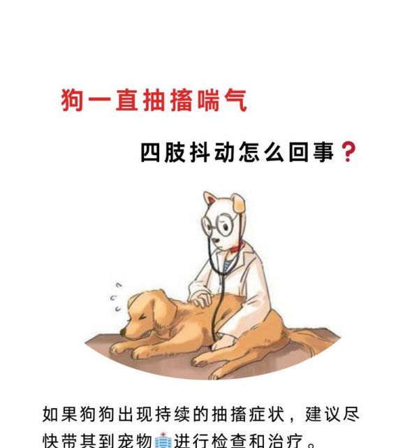 宠物狗脑炎急救方法有什么？如何及时处理？