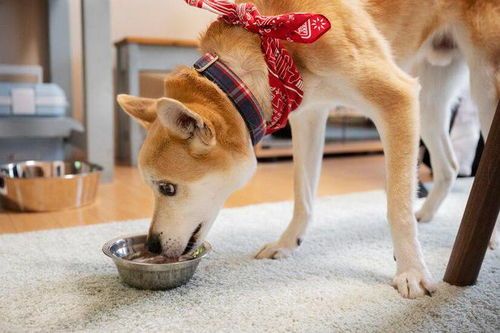 狗狗进食后常吐嗝，警惕消化不良。