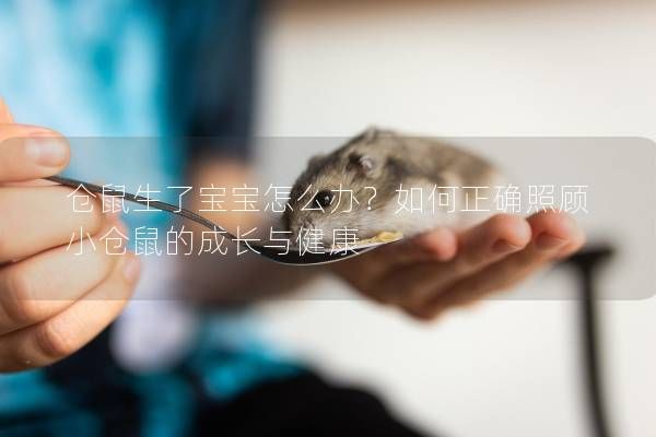 仓鼠生了宝宝怎么办？如何正确照顾小仓鼠的成长与健康