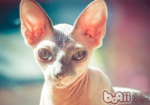 6件让<a href=/zhonglei/mao/ target=_blank class=infotextkey>猫</a>咪开心的事